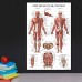 Racdde Stretching Exercises and Muscular System Anatomy Poster Set - Laminated 2 Chart Set - Stretching Workout Routine & Muscle Anatomy Diagram (18" x 27") 