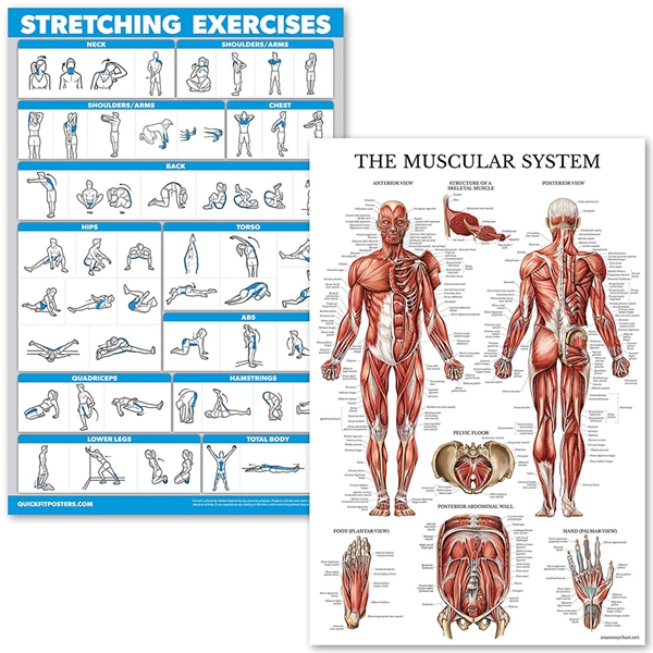 Racdde Stretching Exercises and Muscular System Anatomy Poster Set - Laminated 2 Chart Set - Stretching Workout Routine & Muscle Anatomy Diagram (18" x 27") 